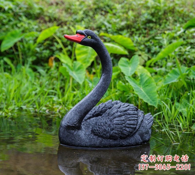 辽阳黑天鹅婉约鱼尾,完美呈现园林水塘水景