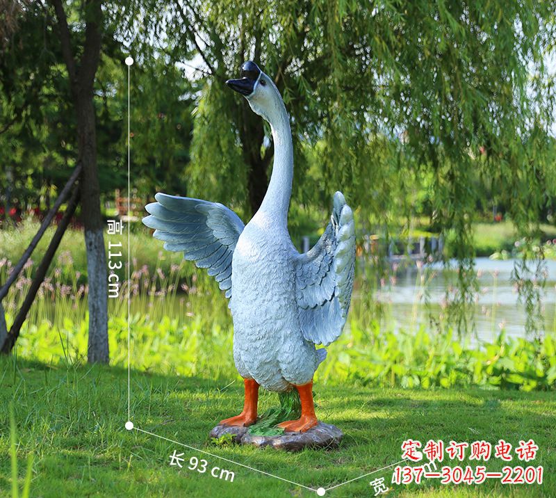 辽阳站立的灰色展翅天鹅